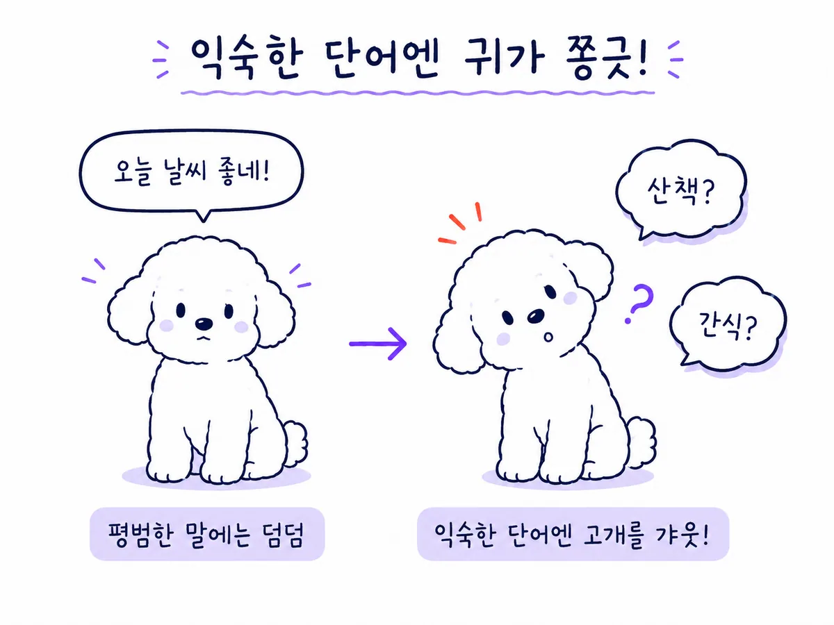 평범한 말에는 가만히 있다가 산책과 간식 같은 익숙한 말에 고개를 갸웃하는 강아지